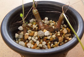 カルノーサム9-12-1