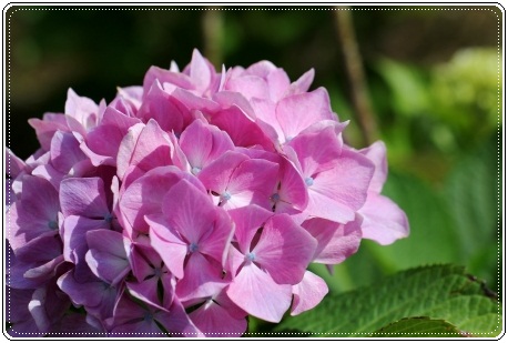 大乗寺丘陵公園-16 フラミンゴ-2 13.6.22