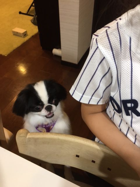 カットでスッキリ 我が家にこたろう 狆 がきたぞ 楽天ブログ