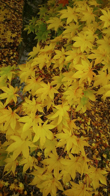 紅葉２