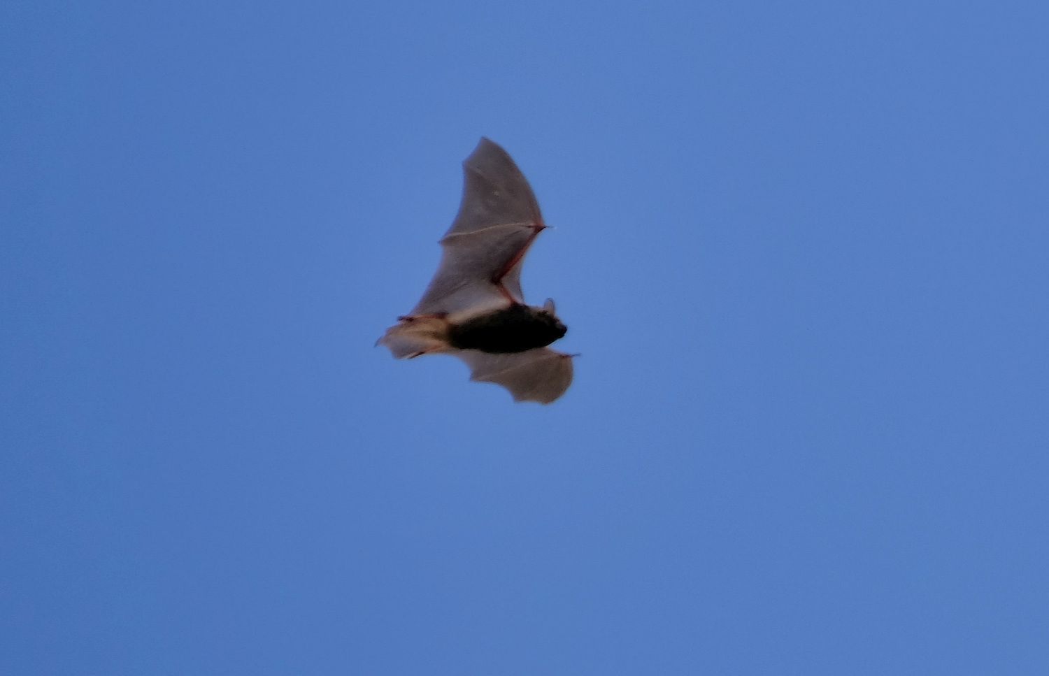 昼ひなかに蝙蝠飛ぶ 南風のメッセージ 楽天ブログ