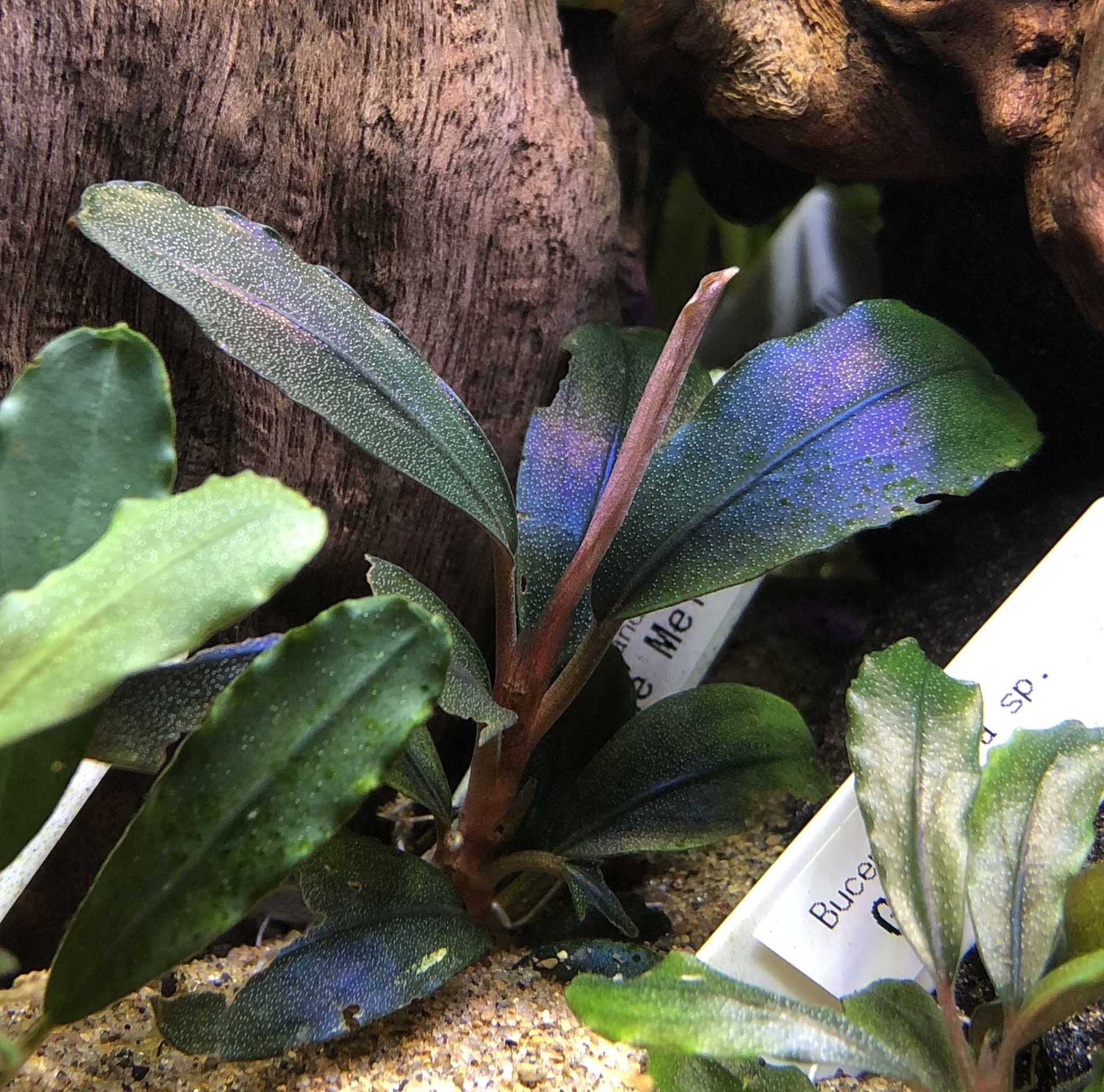 野花 卯月 Bucephalandra sp. Blue Melon ブルーメロン | alamiah.edu.sa