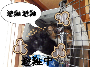 P5250025.png