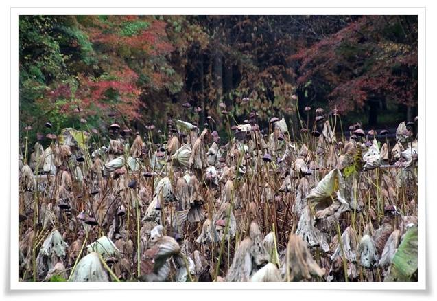 北部公園-16 蓮池-2 15.11.14