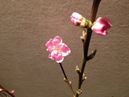 2桃の花　450３.jpg