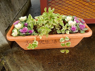 家庭ごみ集積所のプランターの花を冬の花に交換しました 仙台市天神沢生活学校 楽天ブログ