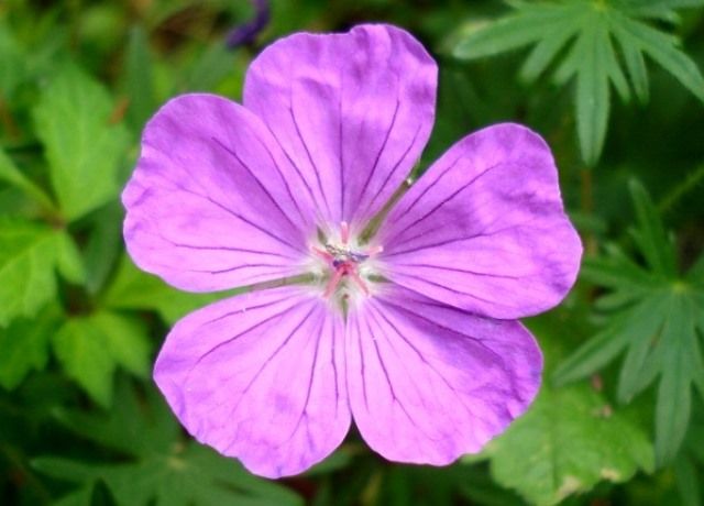 現の証拠の花 花と蕎麦とリハビリと 楽天ブログ