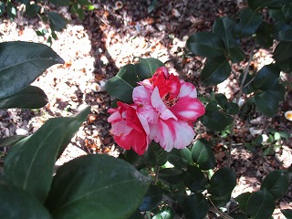 IMG_7344ss.jpg