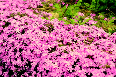 芝桜