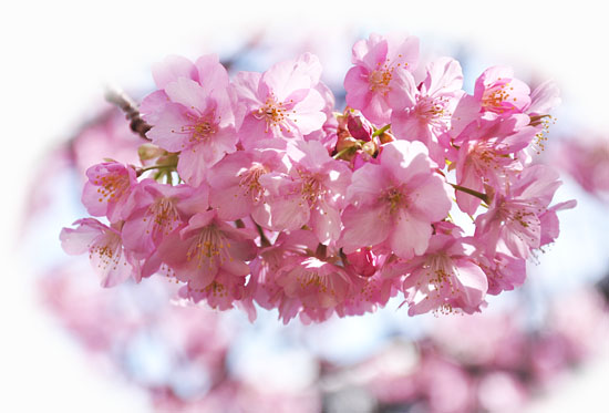 桜２