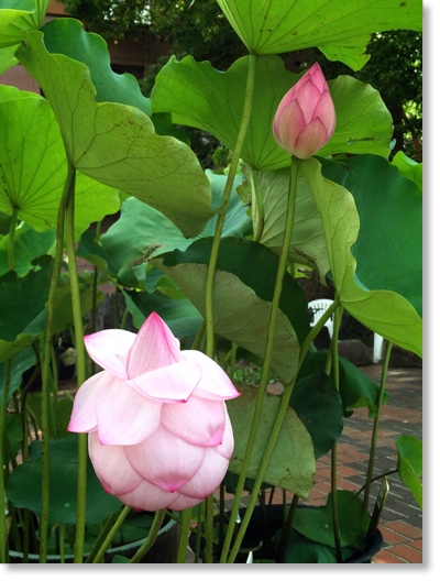 ハス・千弁連(せんべんれん)