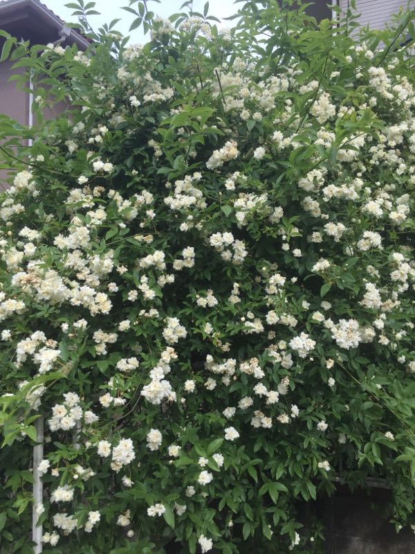 rblog-20170516141704-01.jpg