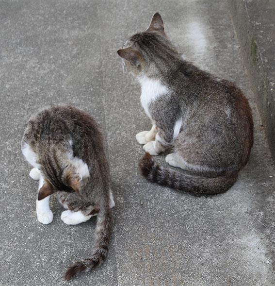 我が家のニャンコ♪2014/05/26-3
