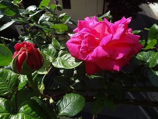 DSC03894.jpg