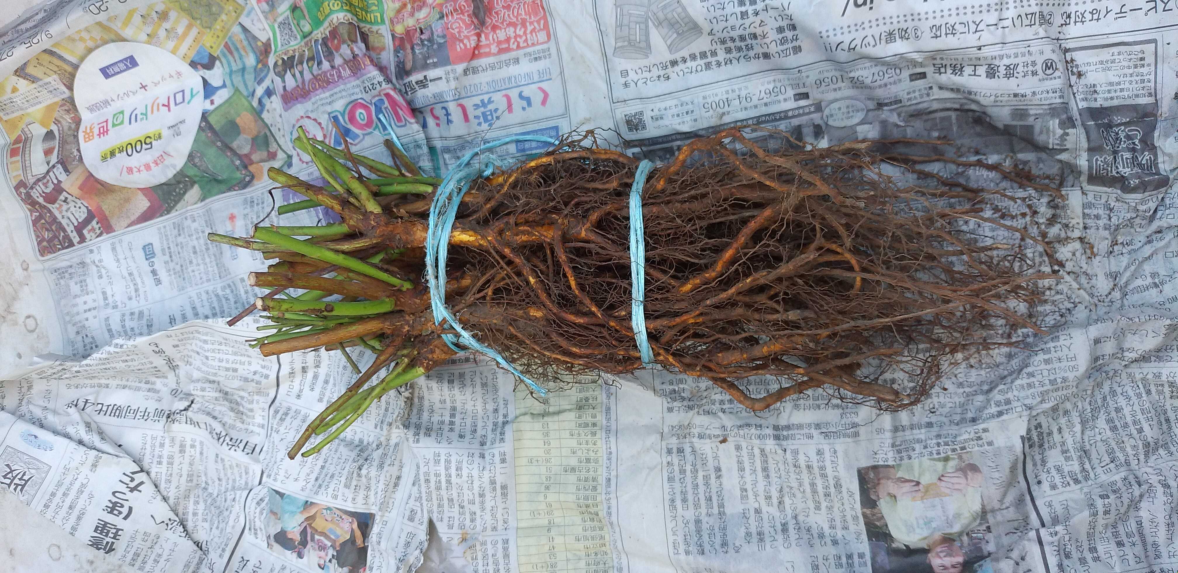 切り接ぎ にチャレンジ 東京のど真ん中でバラ生活 楽天ブログ