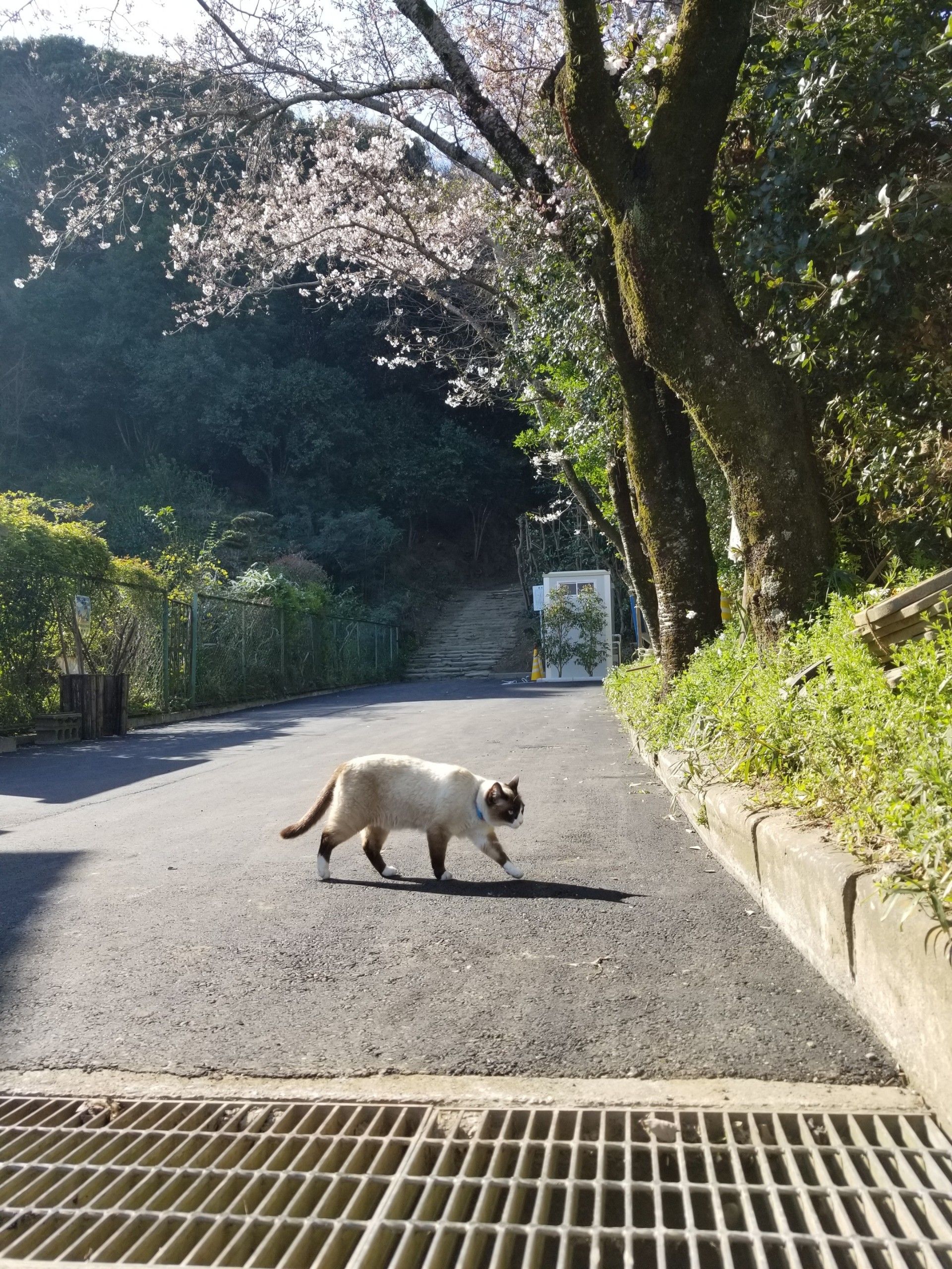 眉山の麓 桜と滝の焼き餅 万年 山猫だより 楽天ブログ