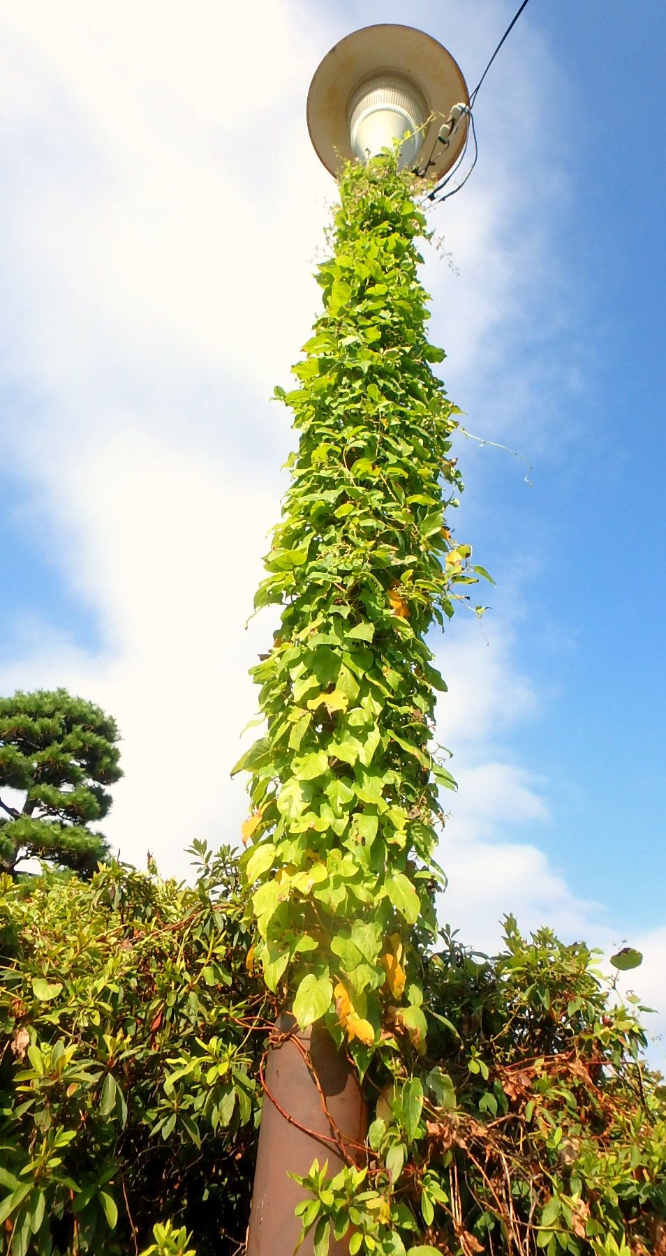 ヘクソカズラ の木 珊瑚樹 ハクチョウウソウ 青桐 の実 岡山大学 楽天版じぶん更新日記 楽天ブログ