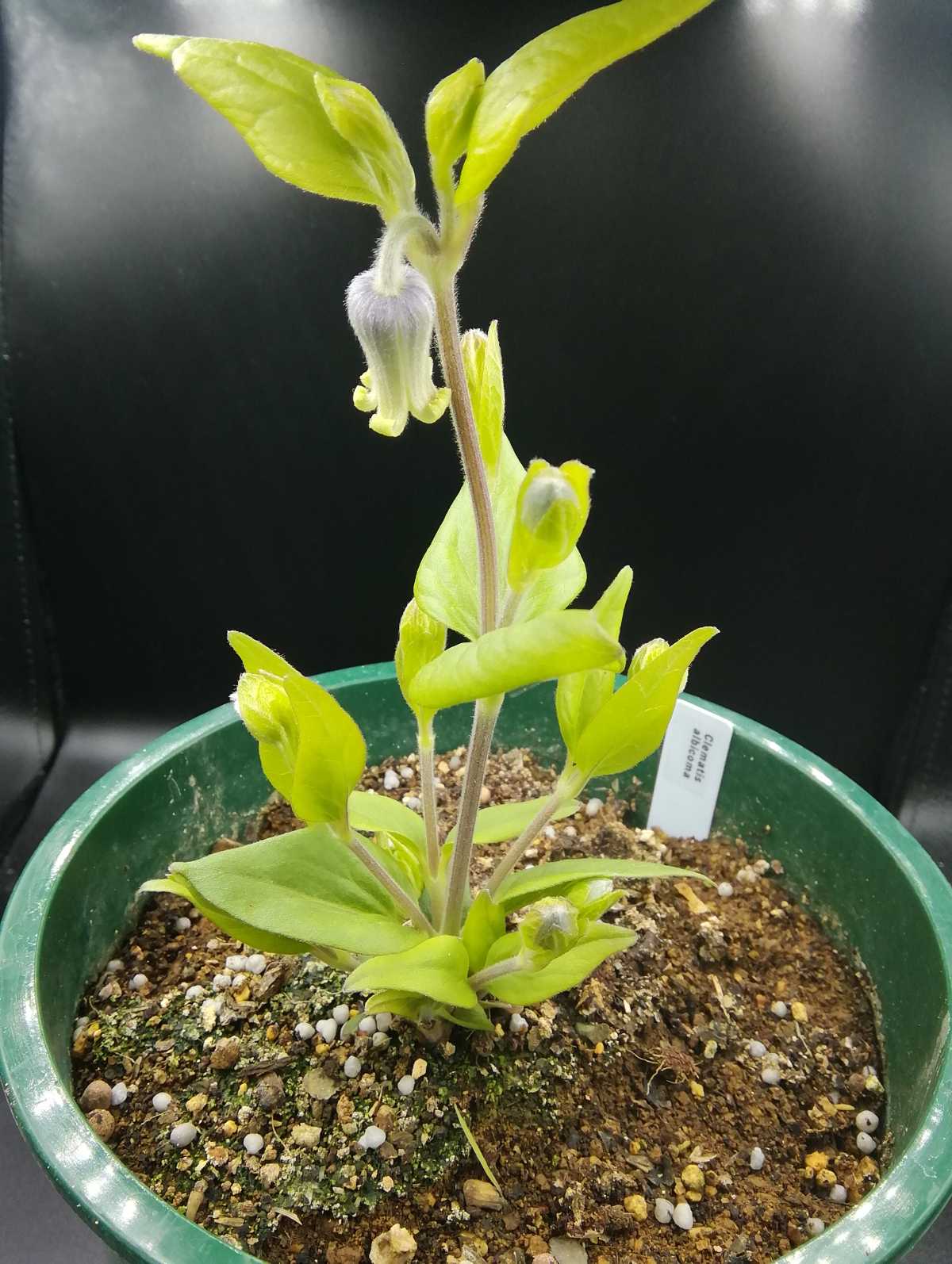 アルビコマ | ムシトリ観察 - 楽天ブログ