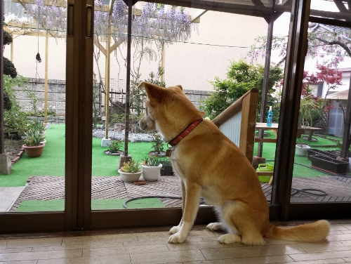 20140504_180217 (500x376).jpg