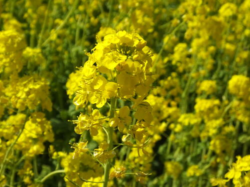 浜離宮恩賜庭園の菜の花畑