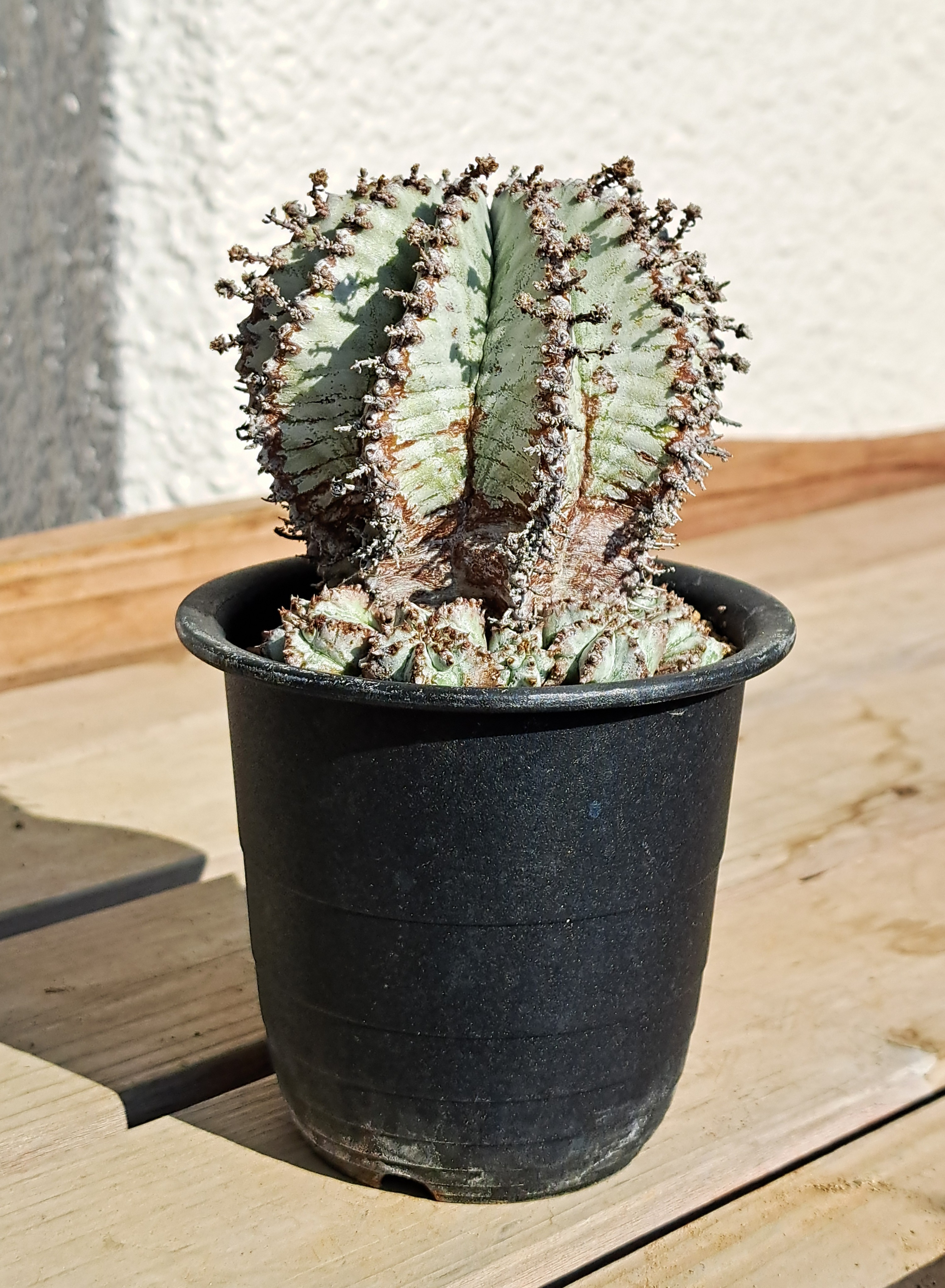 オベサ、ホリダ、峨眉山 | デルオの多肉日記 - 楽天ブログ