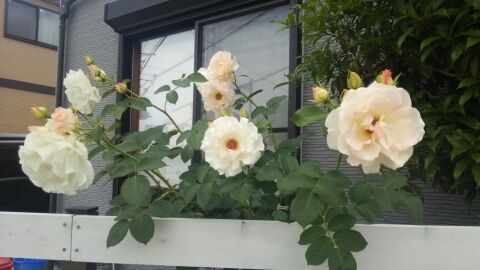 rblog-20140612013627-00.jpg