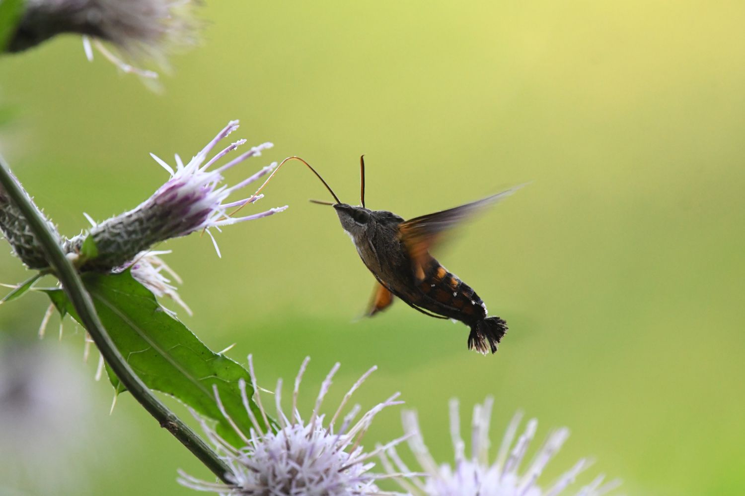 アザミやカリガネソウにホウジャク 南風のメッセージ 楽天ブログ アザミやカリガネソウにホウジャク 南風のメッセージ 楽天ブログ