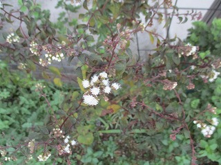IMG_0034ss.jpg