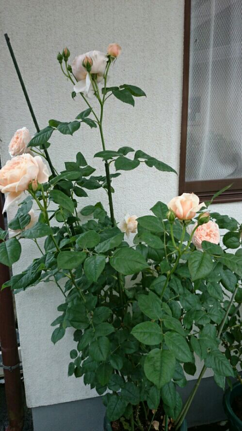 rblog-20160510094419-03.jpg