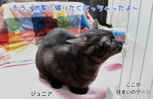 SxNLzLAVYpCc0c51482471349_1482471699 (1).jpg