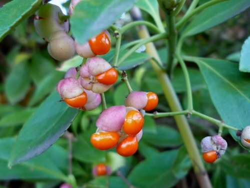 P1140510 (500x375).jpg