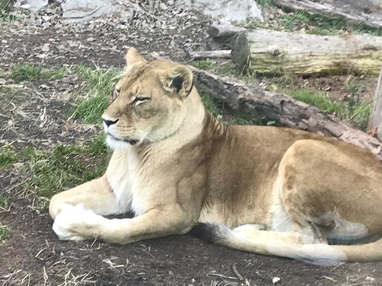 サンの加齢(ライオン) | 今日は誰と会えるかな だいたい東山動植物園