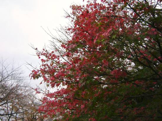 モミジ赤.JPG