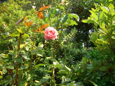 CIMG4133 (400x300).jpg