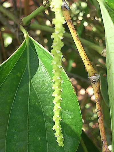 胡椒の花