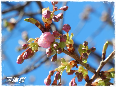 河津桜