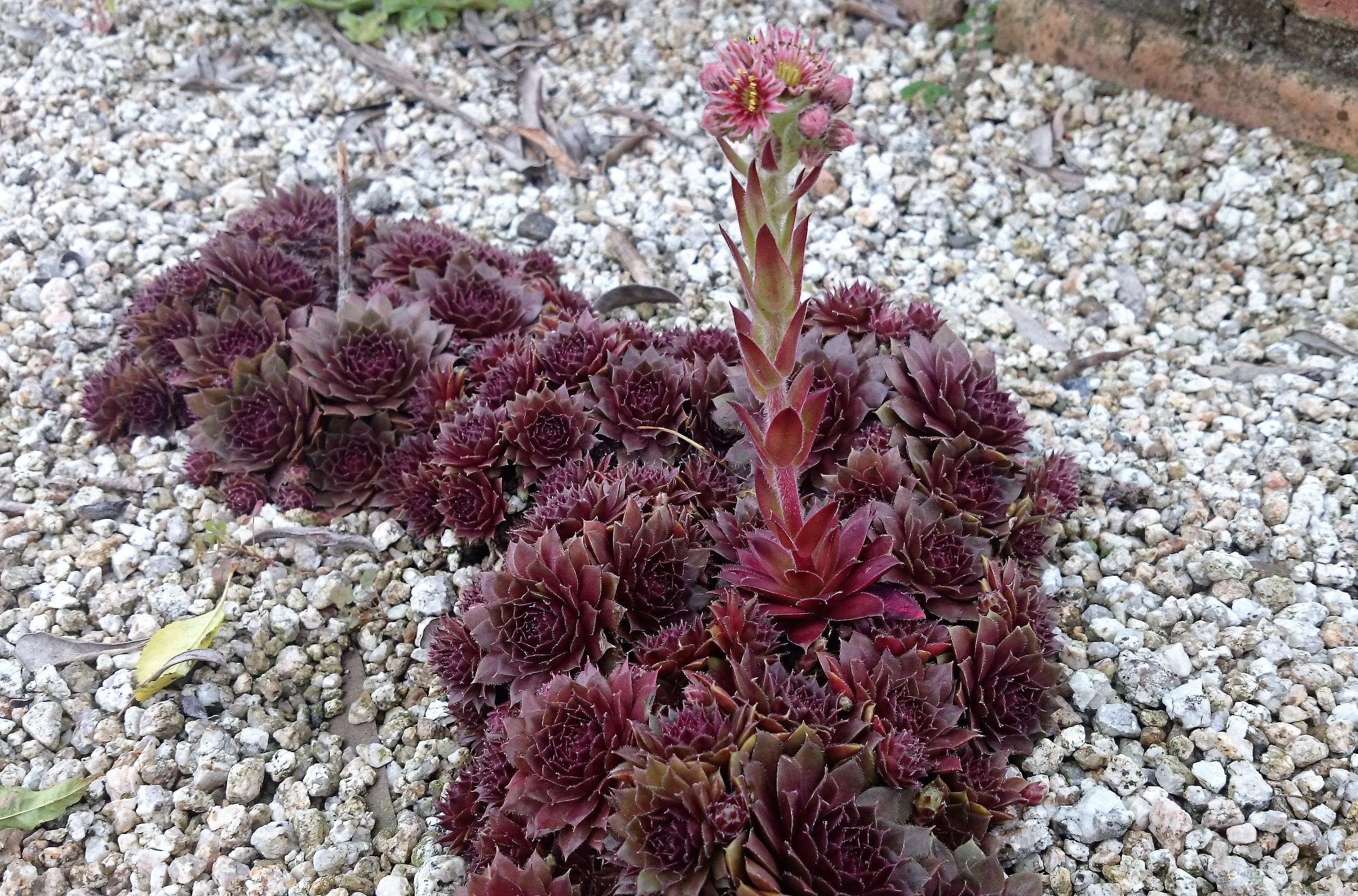 多肉植物を地植えで越冬させ 6年間でけっこう増えました 衝動買いなんてしません 楽天ブログ