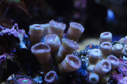 2013_0113ﾏﾒｽﾅ、ｽﾀﾎﾟ､ﾋﾄﾞﾛ虫？0001.JPG