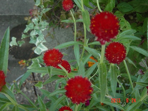 DSC01212.JPG
