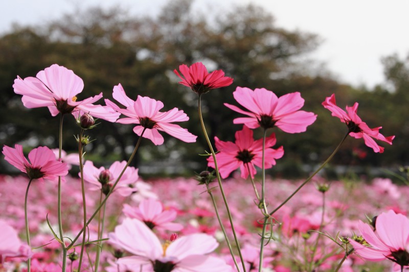 武庫川コスモス園_003.jpg