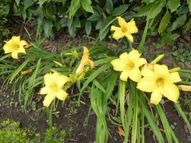 黄菅 キスゲ カンナ 黄 藪カンゾウ 野カンゾウ アガパンサス 写真あり 私の好きな花 楽天ブログ