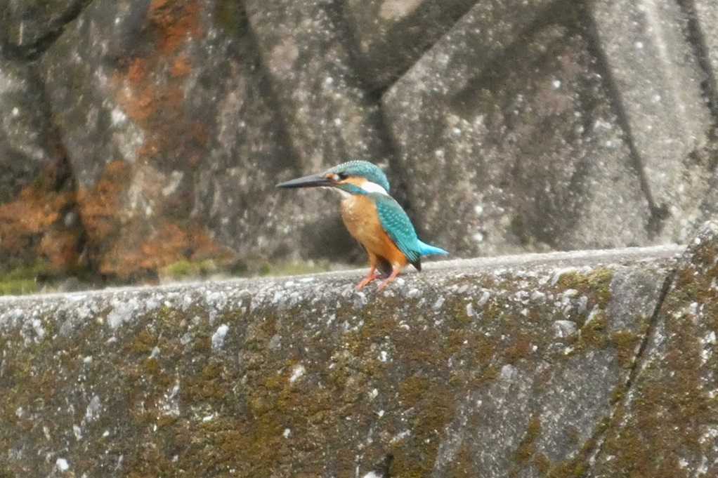 515
