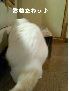 1箱.jpg