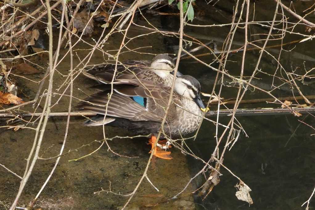 515