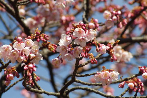 寒桜