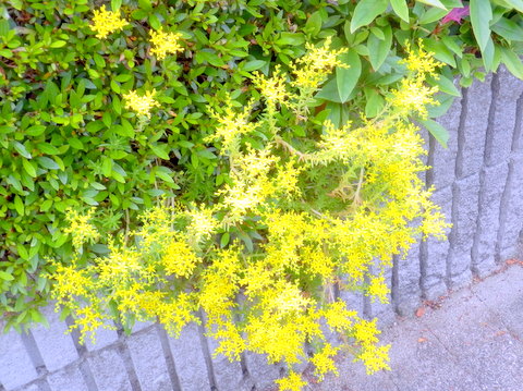 友が丘のマンネングサの花