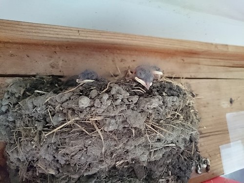 つばめひな