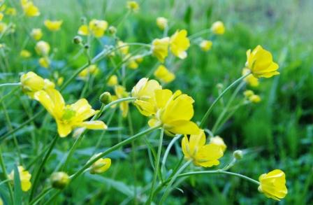 キツネノボタン