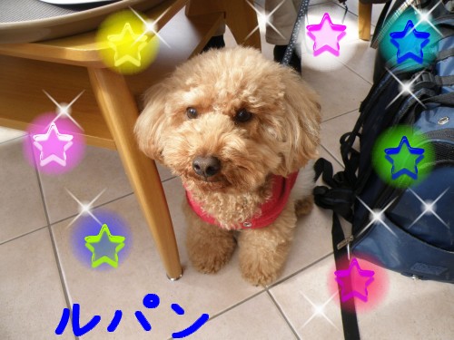 ﾙﾊﾟﾝ.JPG
