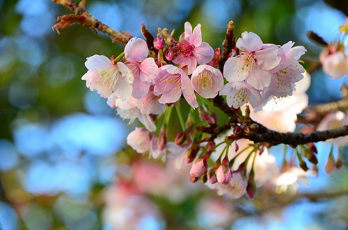 河津桜、咲く